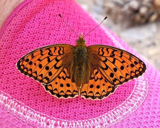 Niobe fritillary